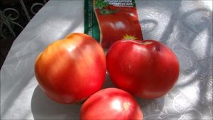 Урожайные и вкусные томаты завалили нас в июле! Обзор томатов.