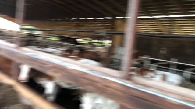 Кондиционирование коровника беспривязного содержания