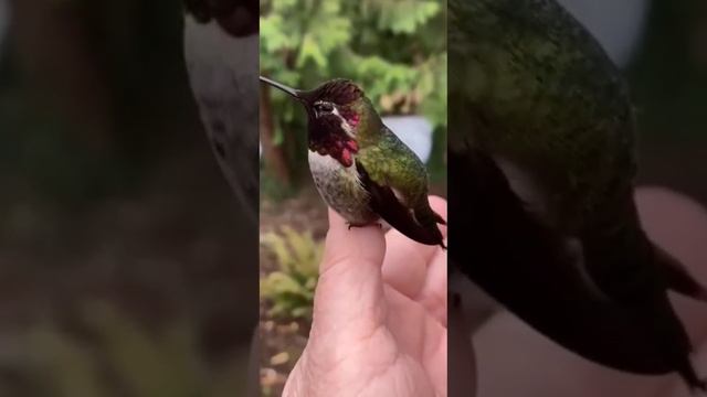 Ни одна другая птица на Земле не может летать с трюками, как колибри. Они могут ... смотреть онлайн