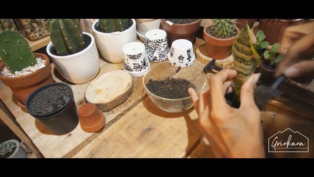 Planting At Home: Planting Sansevieria Trifasciata (Snake Plant).