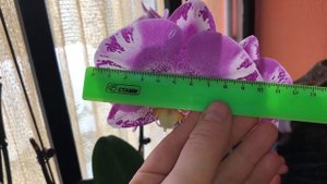 Орхидеи Денни и Амазонка