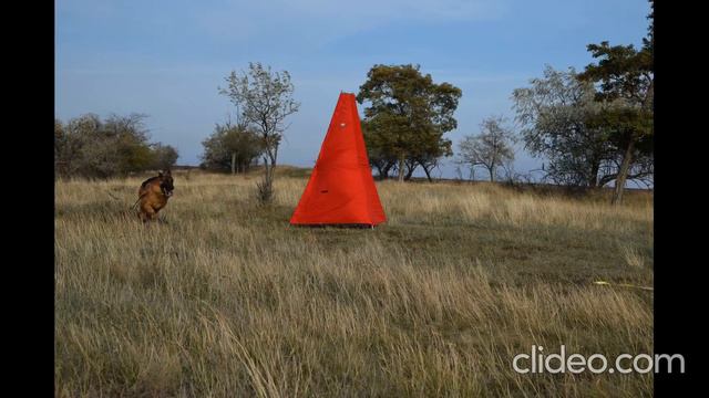 Предлагаем для племенного использования импортированного кобеля из Германии сына вице-чемпиона мира смотреть онлайн
