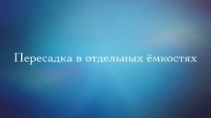 Как вырасти дуб из жёлудя