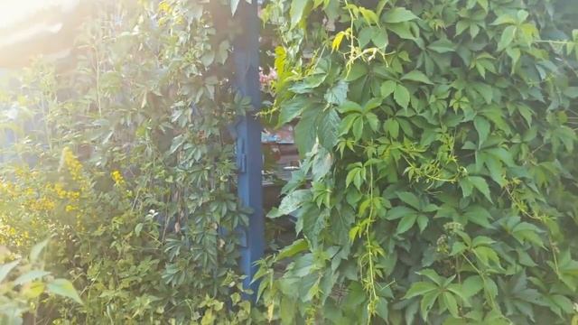 На дачу! Ландшафтные хитрости пригодились. Обустройство патио! И вновь посуда СССР!!! смотреть онлайн