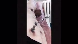 Кисоньке сняли аппарат Илизарова 😻