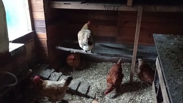 Куры осенью. смотреть онлайн