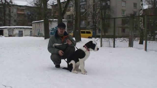 Урок №2. Начальная отработка команды "Ко мне" смотреть онлайн