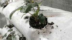 ?Обзор рассады клубники от Зубцова Сергея спустя 2 и 3 недели. Клубника в ситиферме на торфе.