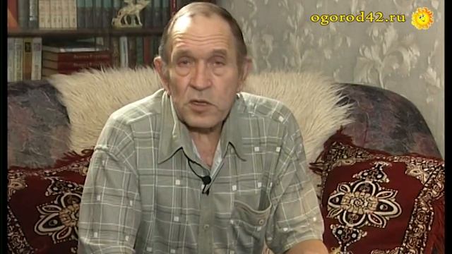 Старые семена использовать как сидераты. Дайкон великолепен! смотреть онлайн