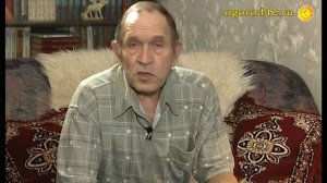 Старые семена использовать как сидераты. Дайкон великолепен!