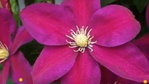 Клематис гибридный Sunset. Краткий обзор, описание характеристик, где купить саженцы, крупномеры