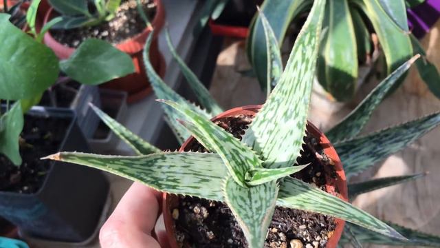 Алоэ Сомалийское смотреть онлайн