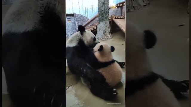 Трогательные кадры взаимоотношений мамы-панды и Катюши