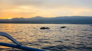 Dolphins at Lovina Beach