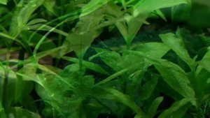 ГИГРОФИЛА МНОГОСЕМЕННАЯ. СОДЕРЖАНИЕ И РАЗВЕДЕНИЕ