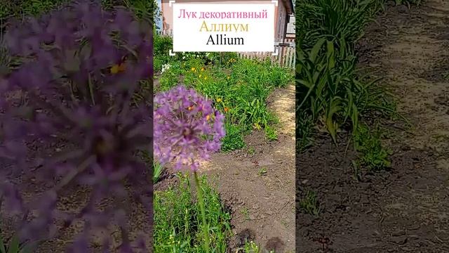 Декоративный лук или Аллиум (Alium).?