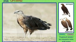 Орланы. Скопа. Голоса птиц России