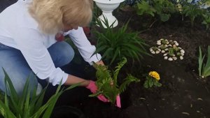 Как посадить папоротник на клумбу в тени дерева