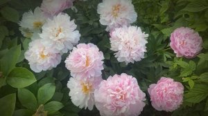 МОИ ПИОНЫ Лето 2022  PINK HEART THROB mov