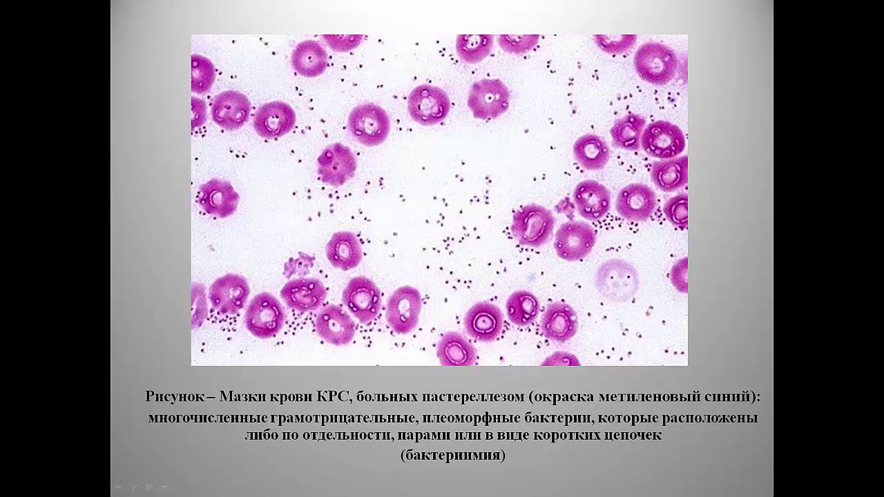 Вахрушева Т.И. Пастереллез сельскохозяйственных животных и птиц