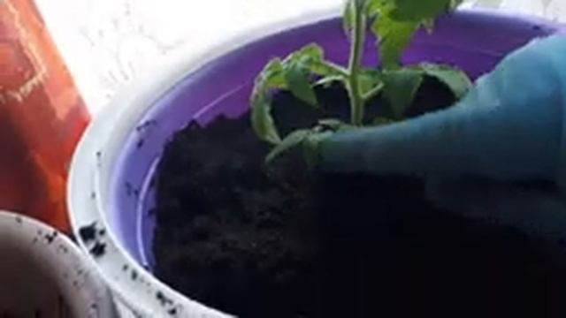 Помидоры на балконе#Подготовка грунта#Высадка томатов# смотреть онлайн