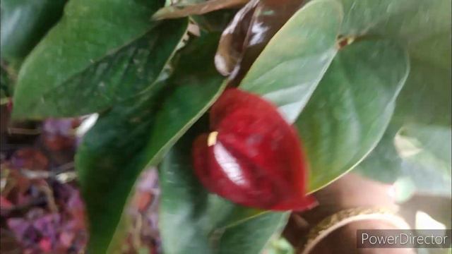Cheapest,permanent, beautiful,rare plants grow in month of August/Ramraj nursery