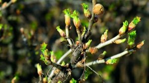 Что обязательно нужно успеть сделать с Черной смородиной до набухания Почек, - Супер урожай ягод