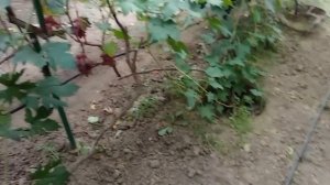 @Вкуснейший виноград Клубничный, карамель Отзыв о винограде
