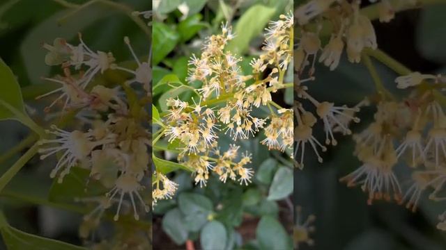 Цветение Личи / lychee flowers