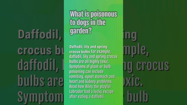 Are any plants fatal to dogs? смотреть онлайн