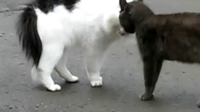 Коты ругаются
