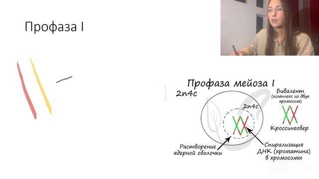 Мейоз за 10 минут | ЕГЭ, ОГЭ, олимпиады по биологии смотреть онлайн