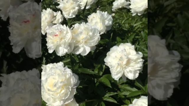 Пион Ширли Темпл (Paeonia Shirley Temple) смотреть онлайн