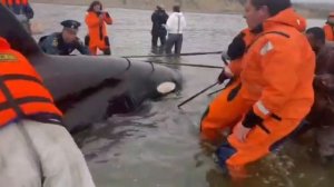 Освободите Вилли ( касатка)