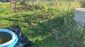 Жизнь в СНТ, плюсы и минусы