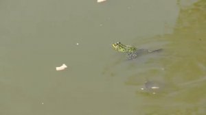 УЖАС! Лягушка охотится на рыб