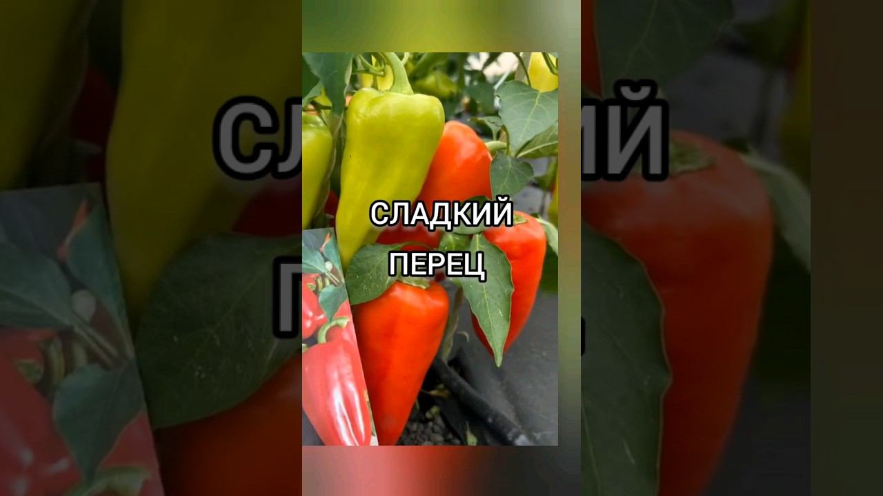 Сладкий перец от Семена Маркет. #перец#семенамаркет#семена#хештег