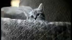 Реклама Whiskas (2008)