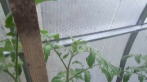 ПОЧЕМУ, ВОПРЕКИ РЕКОМЕНДАЦИЯМ, Я ФОРМИРУЮ В 2 СТВОЛА ТОМАТЫ-ИНДЕНТЫ. Ольга Чернова.