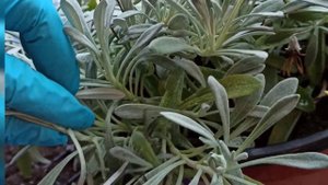 Черенкование ампельной ГАЦАНИИ.