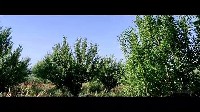 г. Газалкент наш Любимый Город ♥️ Видео сделано, до реставрации горбатого моста! 21 мая 2022 г. смотреть онлайн