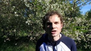 Про красные вздутия на листьях смородины. Как бороться с галловой тлёй