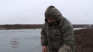 Кумжа морская