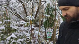 Сциадопитис мутовчатый у Орлова в Беларуси, весна 2024, выращивание раритетов из семян