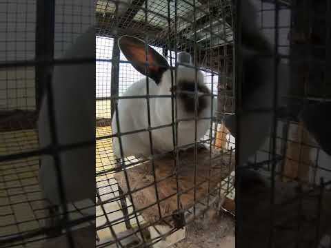 Надо ликвидировать всех смотреть онлайн