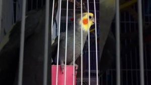 Попугай. Корела красиво поет и говорит. Как научить птиц подражать человеку.