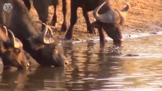 Angry Buffalo herd kills Lion cub in front of the mother, Wild Animals Attack смотреть онлайн