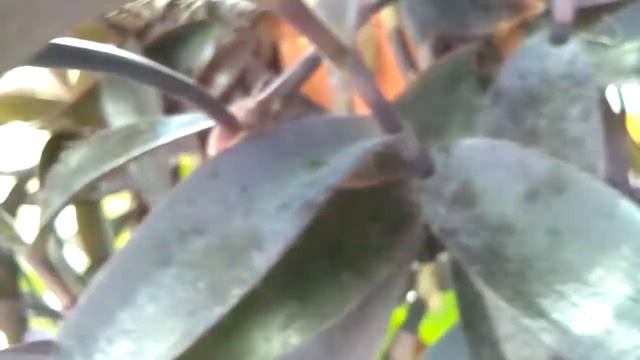 Purple Heart/Wandering Jew/Purple Secretia/Tradescantia Pallida. смотреть онлайн