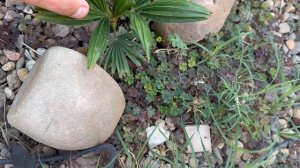 Что делать если пальма утратила точку роста