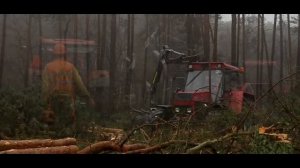 Wycinka drzew - prace leśne Leszno i okolice